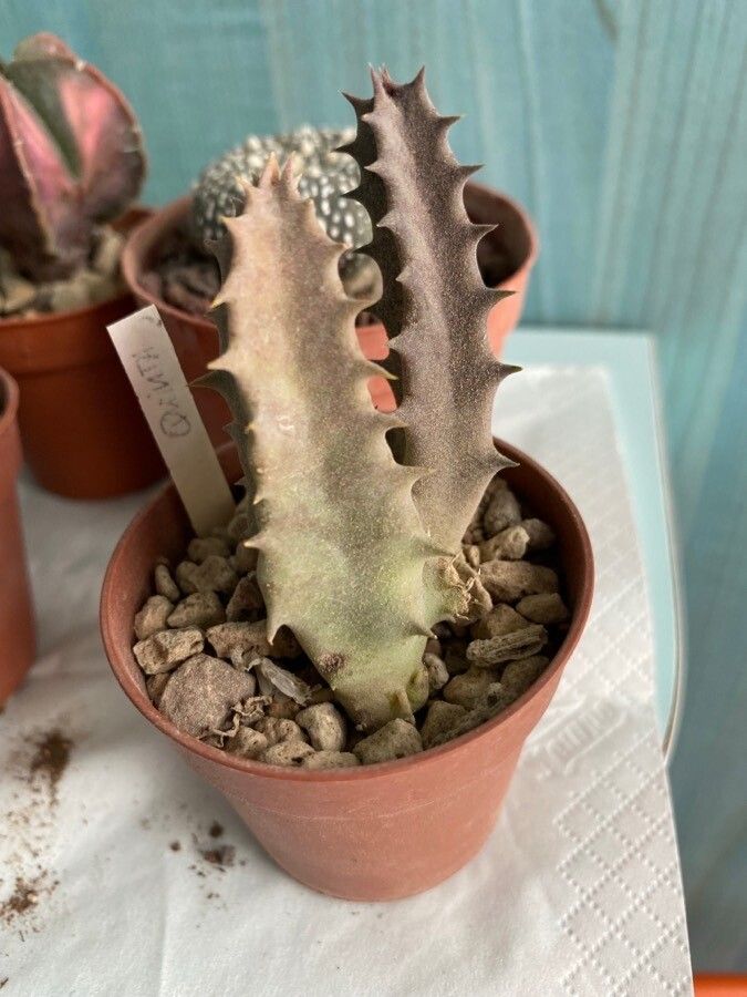 Huernia quinta — search result for 'Huernia'