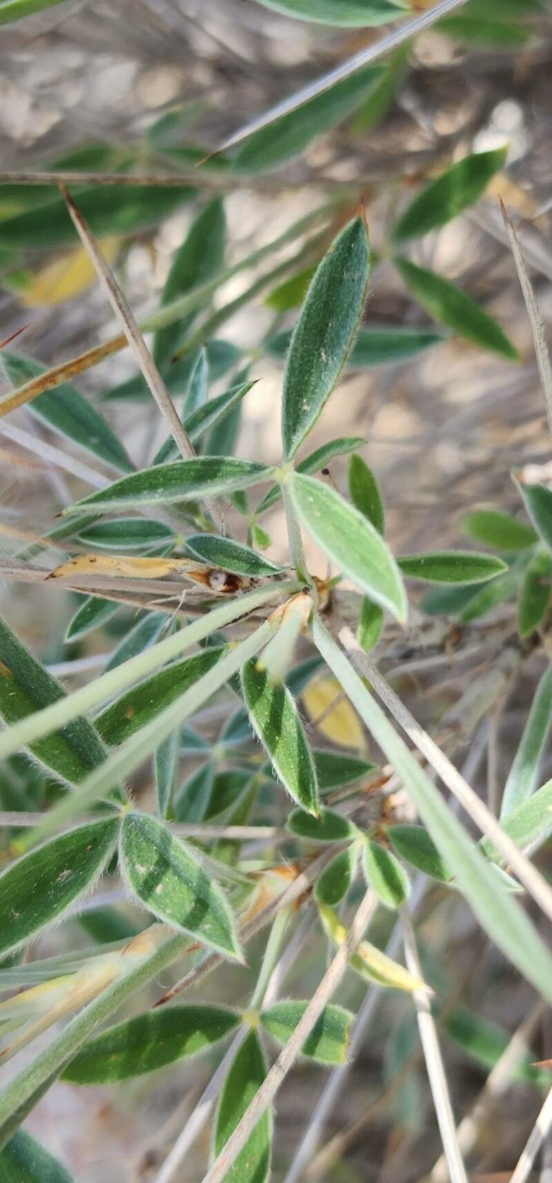 Ebenus stellata leaf