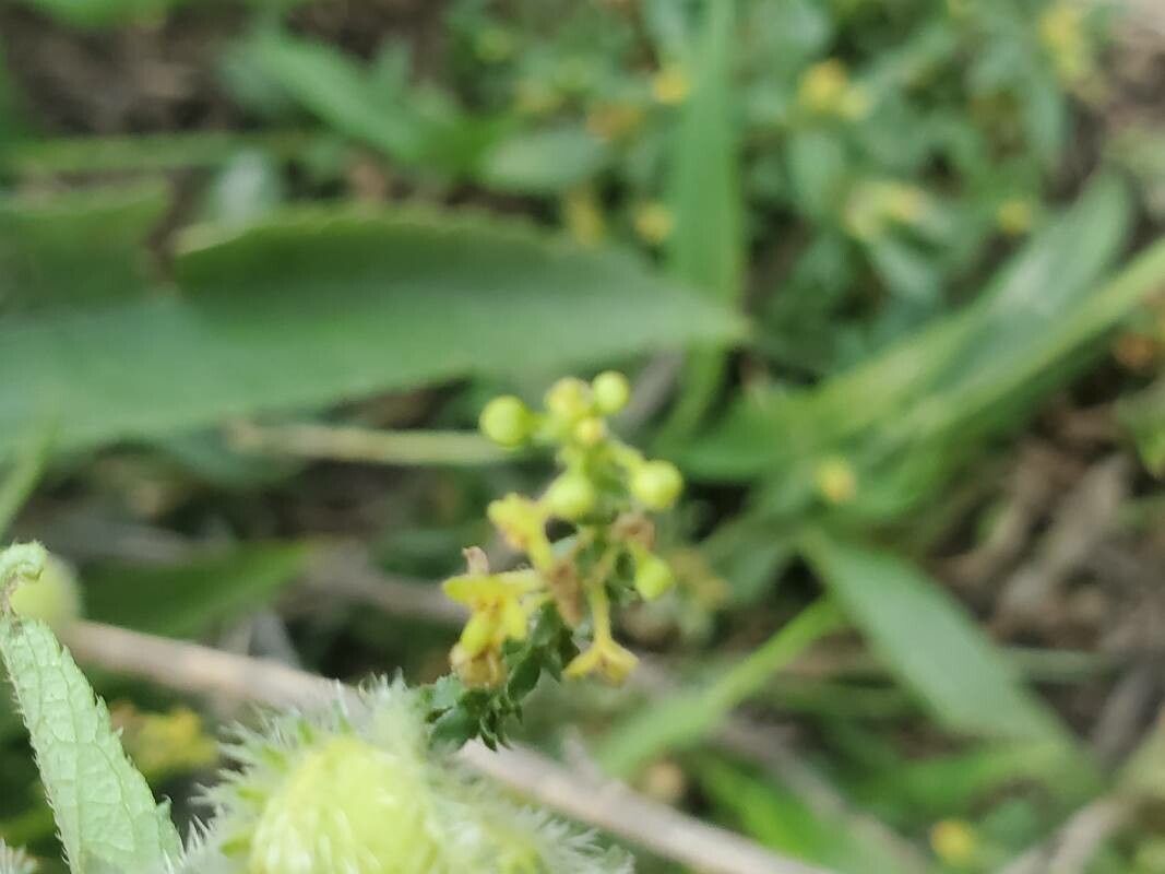 Tragia senegalensis flower