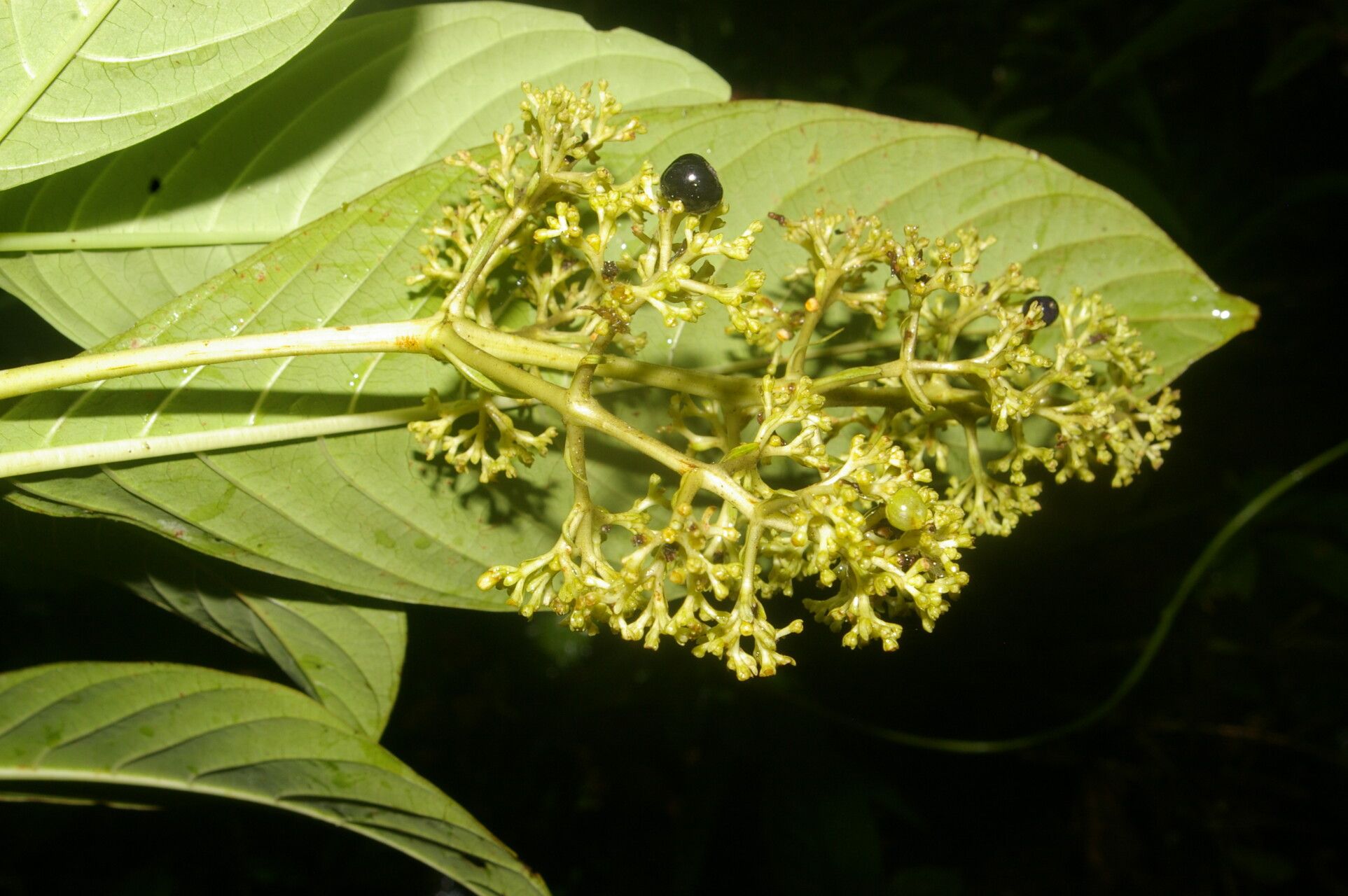 Psychotria berteroana flower