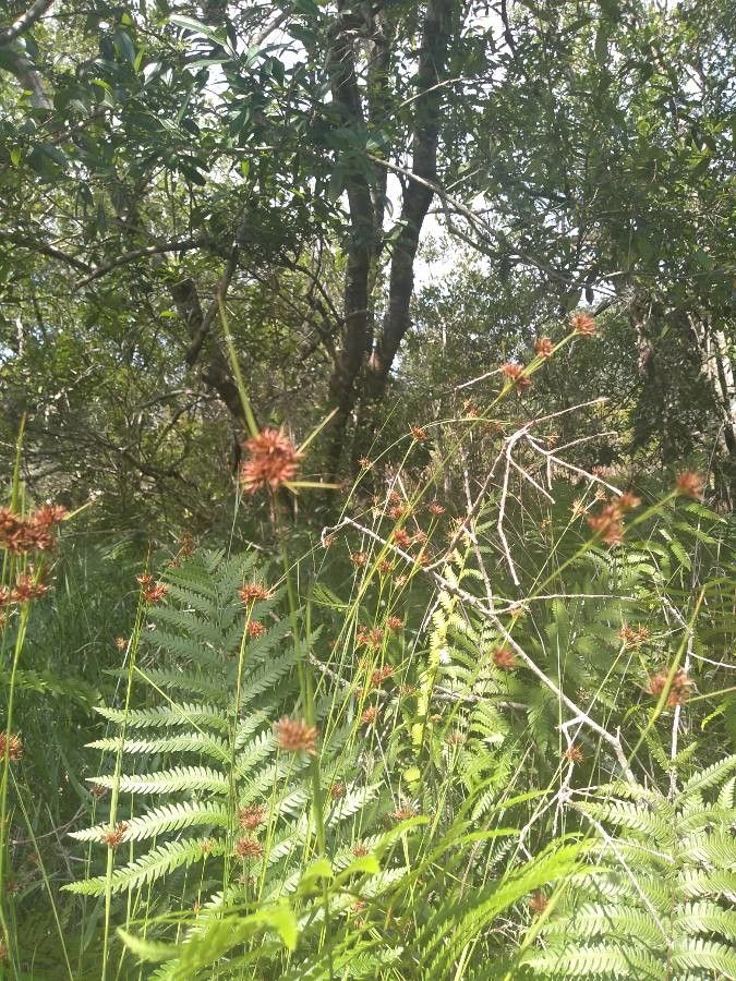 Rhynchospora fascicularis flower