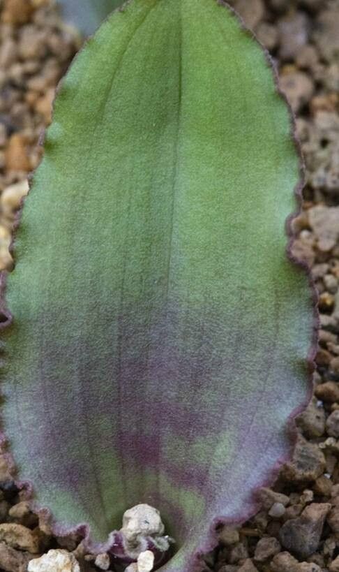 Lachenalia martiniae — houseplant care guide