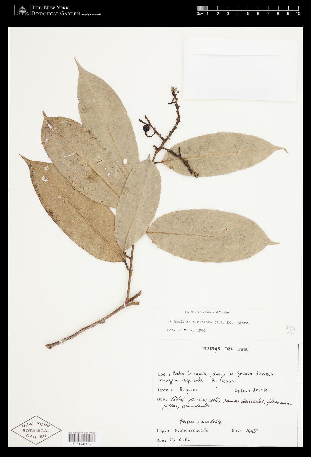 Eschweilera albiflora — related species from the same genus