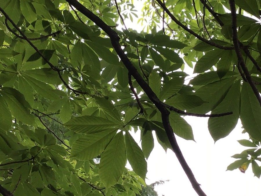 Aesculus indica leaf