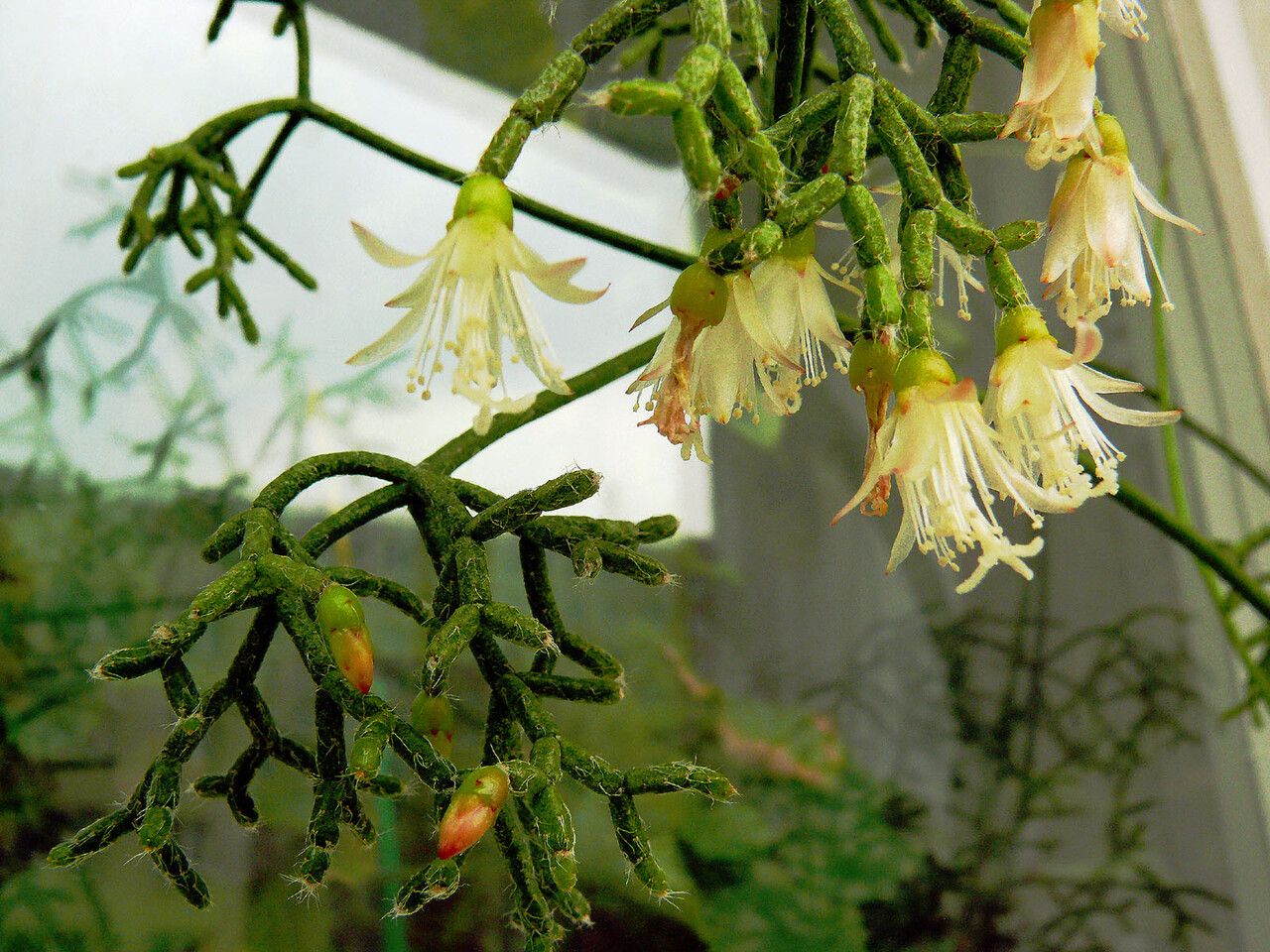 Rhipsalis cereuscula flower