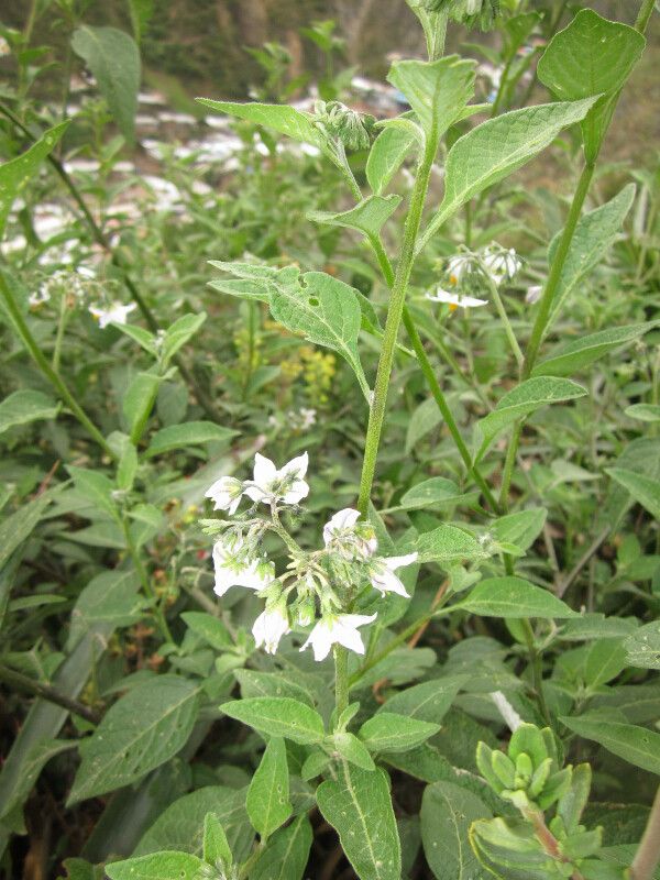 Solanum cochabambense habit