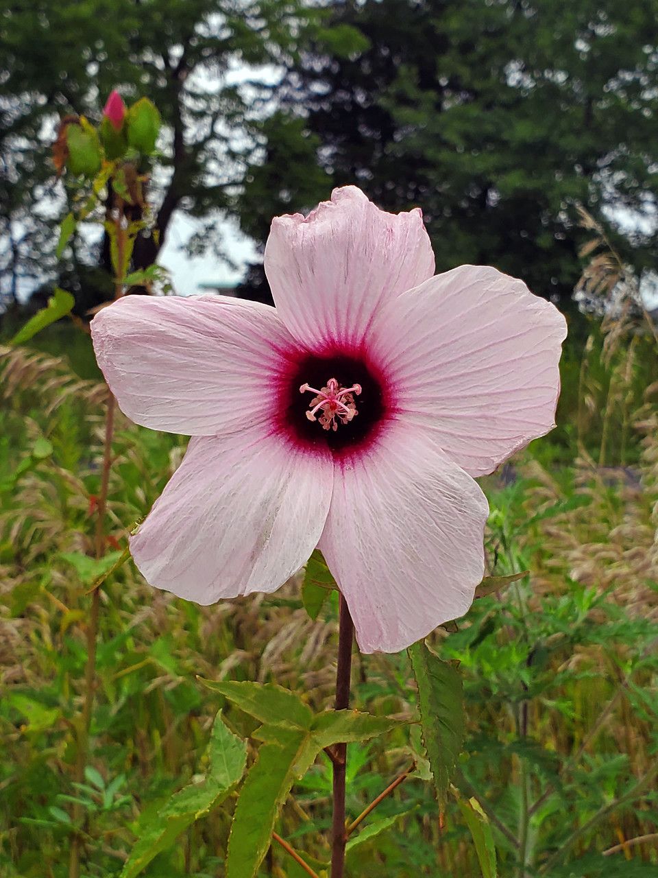 Hibiscus laevis flower