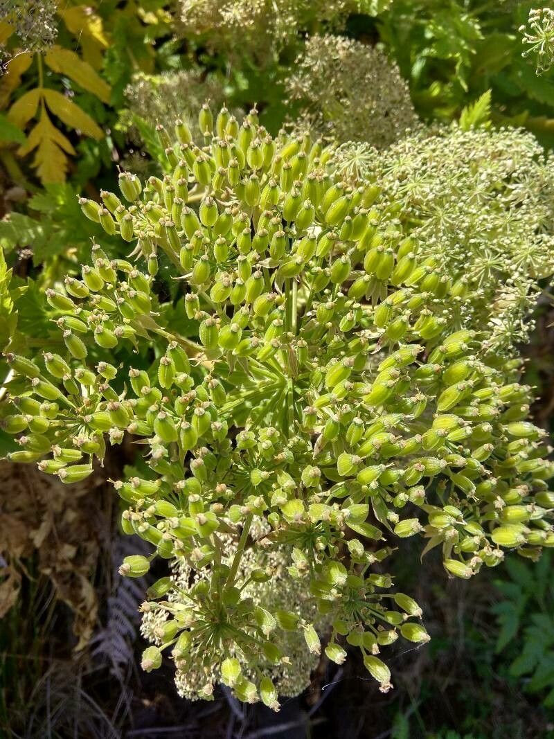 Melanoselinum decipiens fruit