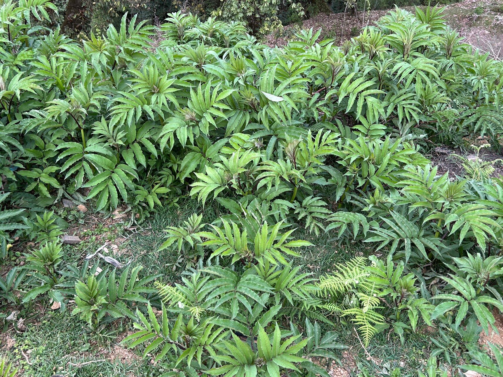 Sambucus adnata leaf