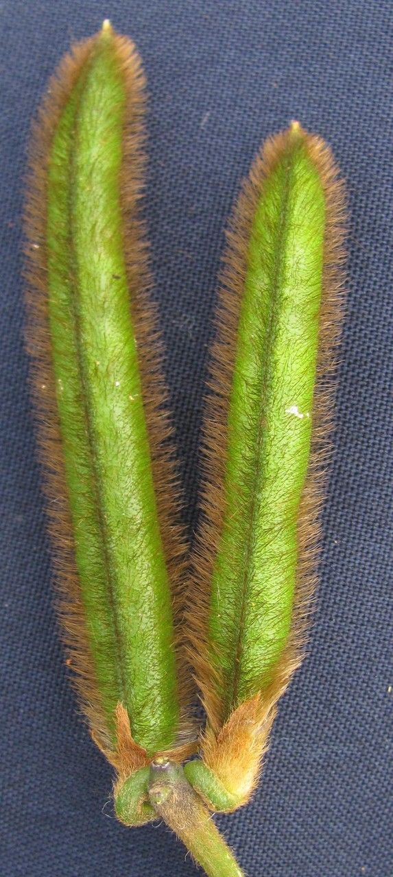 Vigna lasiocarpa fruit