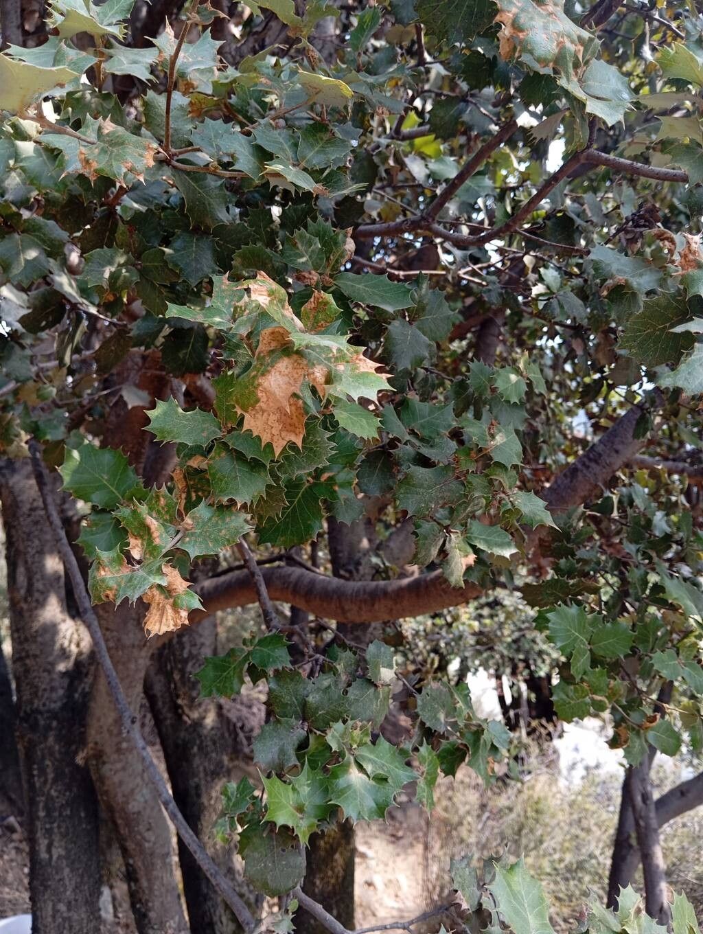 Quercus baloot — houseplant care guide