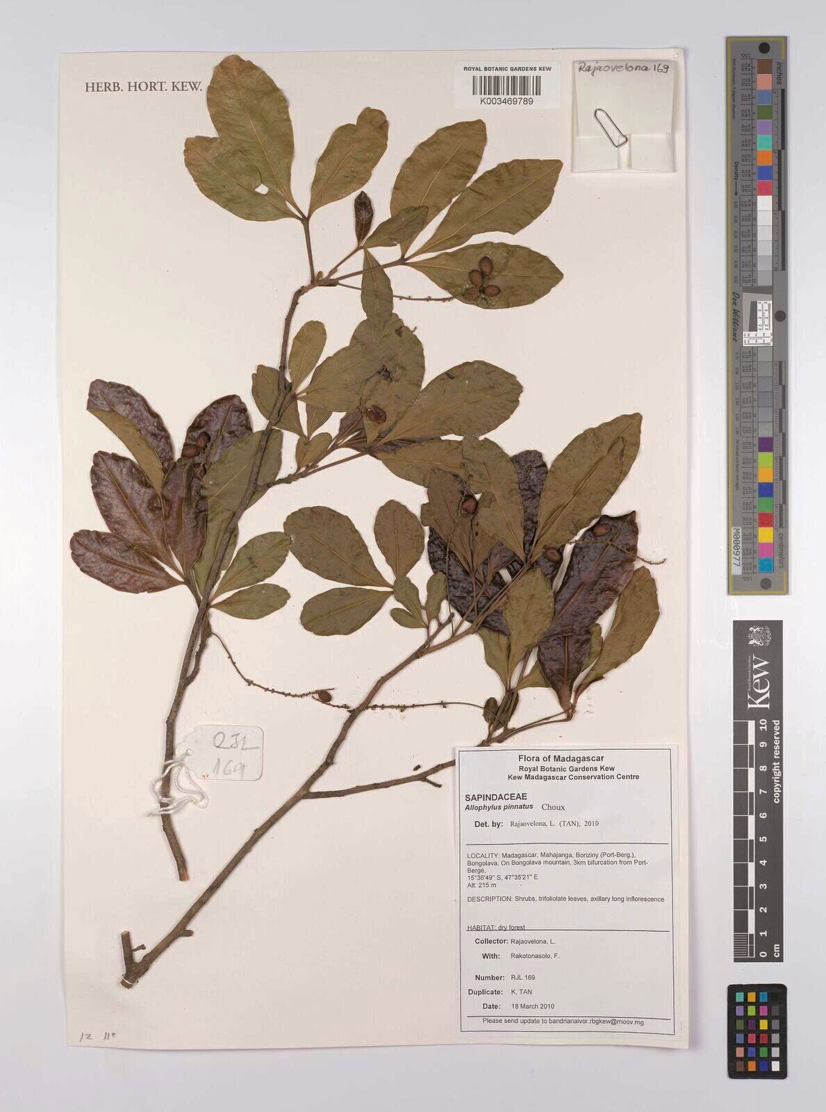 Allophylus nigrescens — houseplant care guide