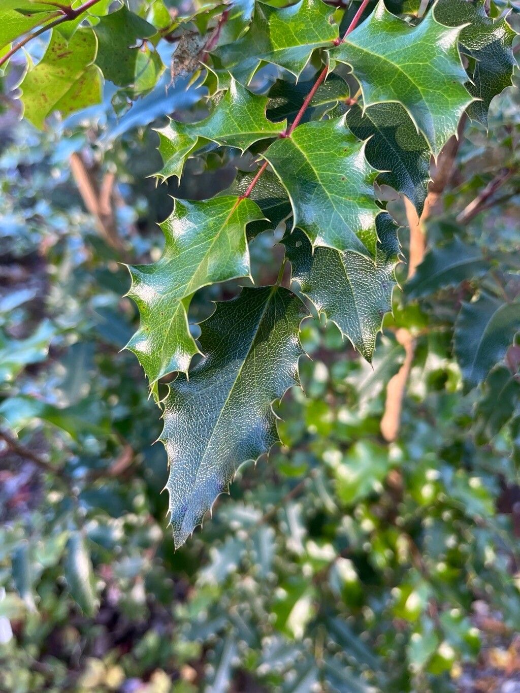 Berberis pinnata leaf