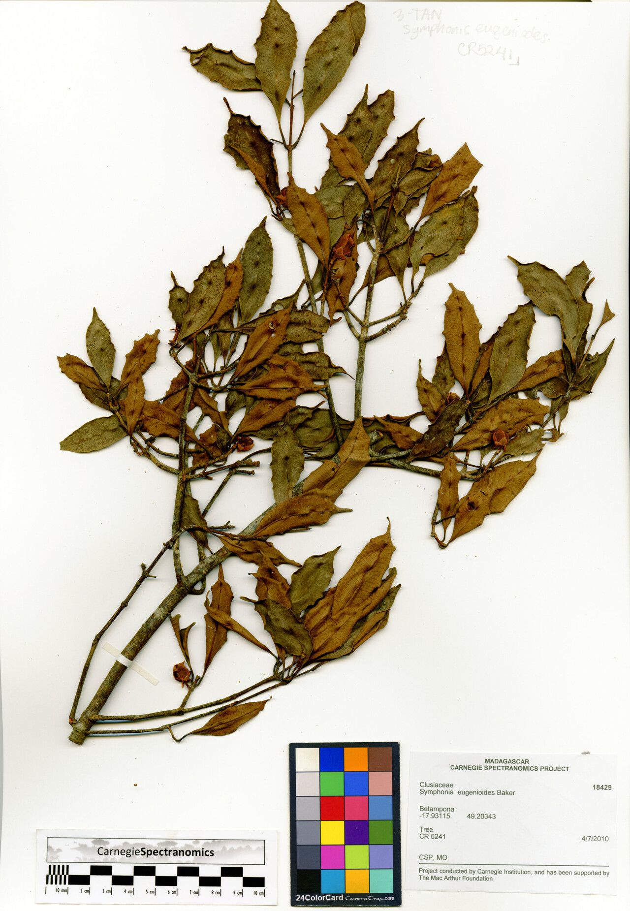 Symphonia eugenioides — related species from the same genus