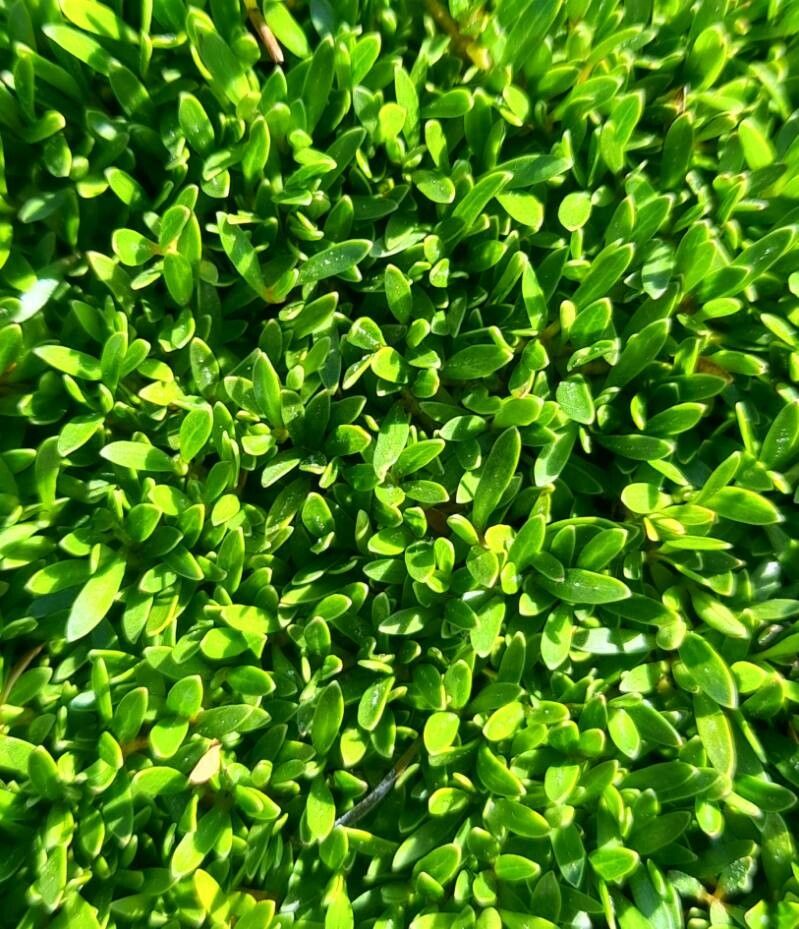 Pimelea prostrata — search result for 'Daphne'