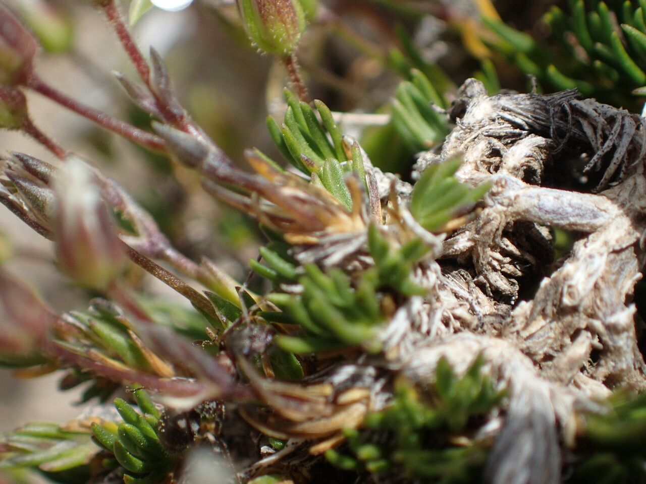 Minuartia laricifolia — houseplant care guide