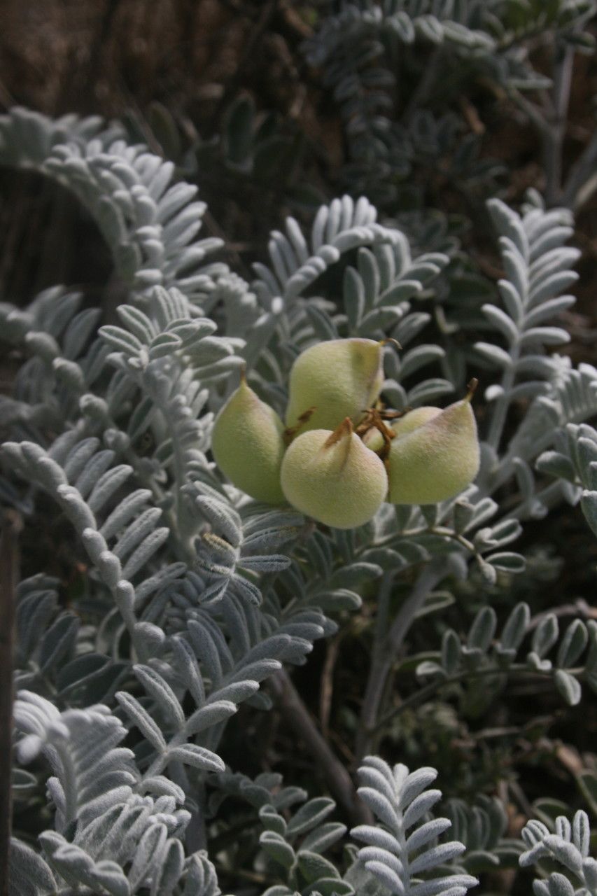 Astragalus miguelensis fruit