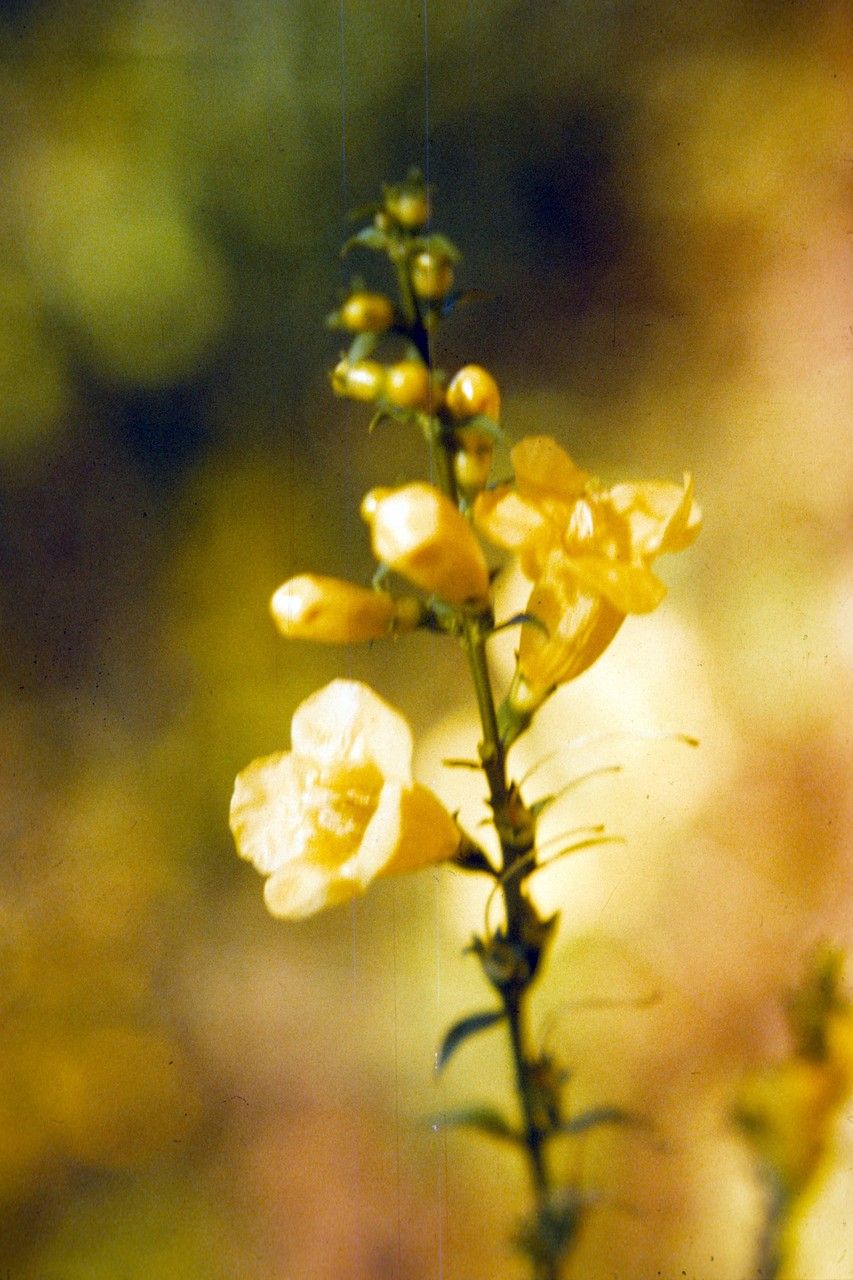 Aureolaria levigata — related species from the same genus