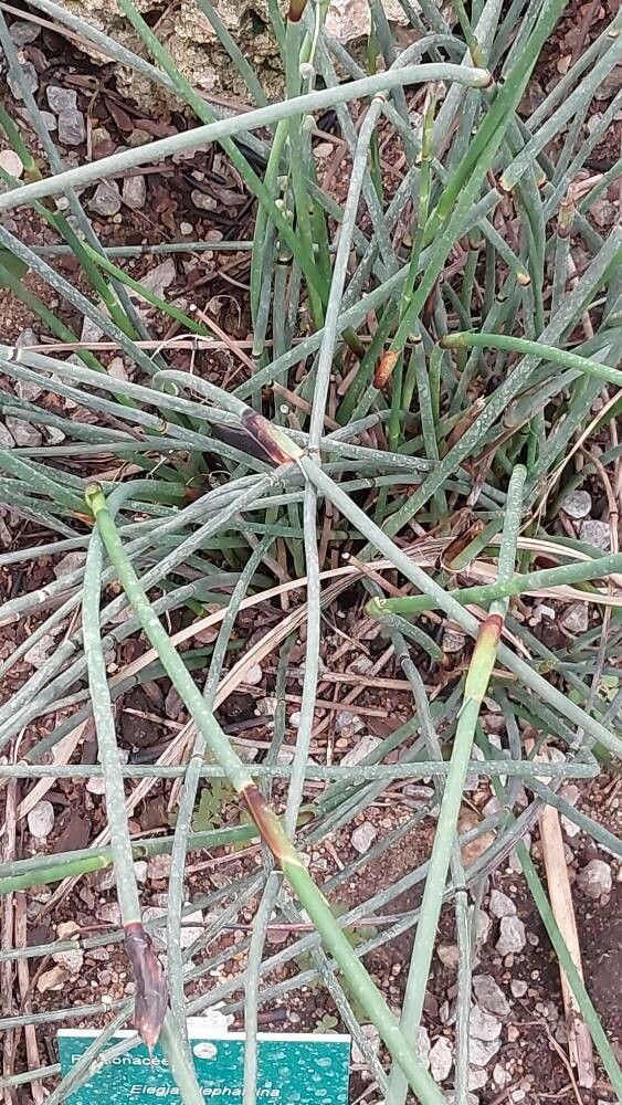 Elegia elephantina — related species from the same genus