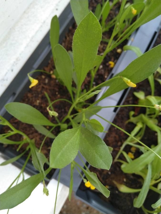 Scorpiurus muricatus leaf