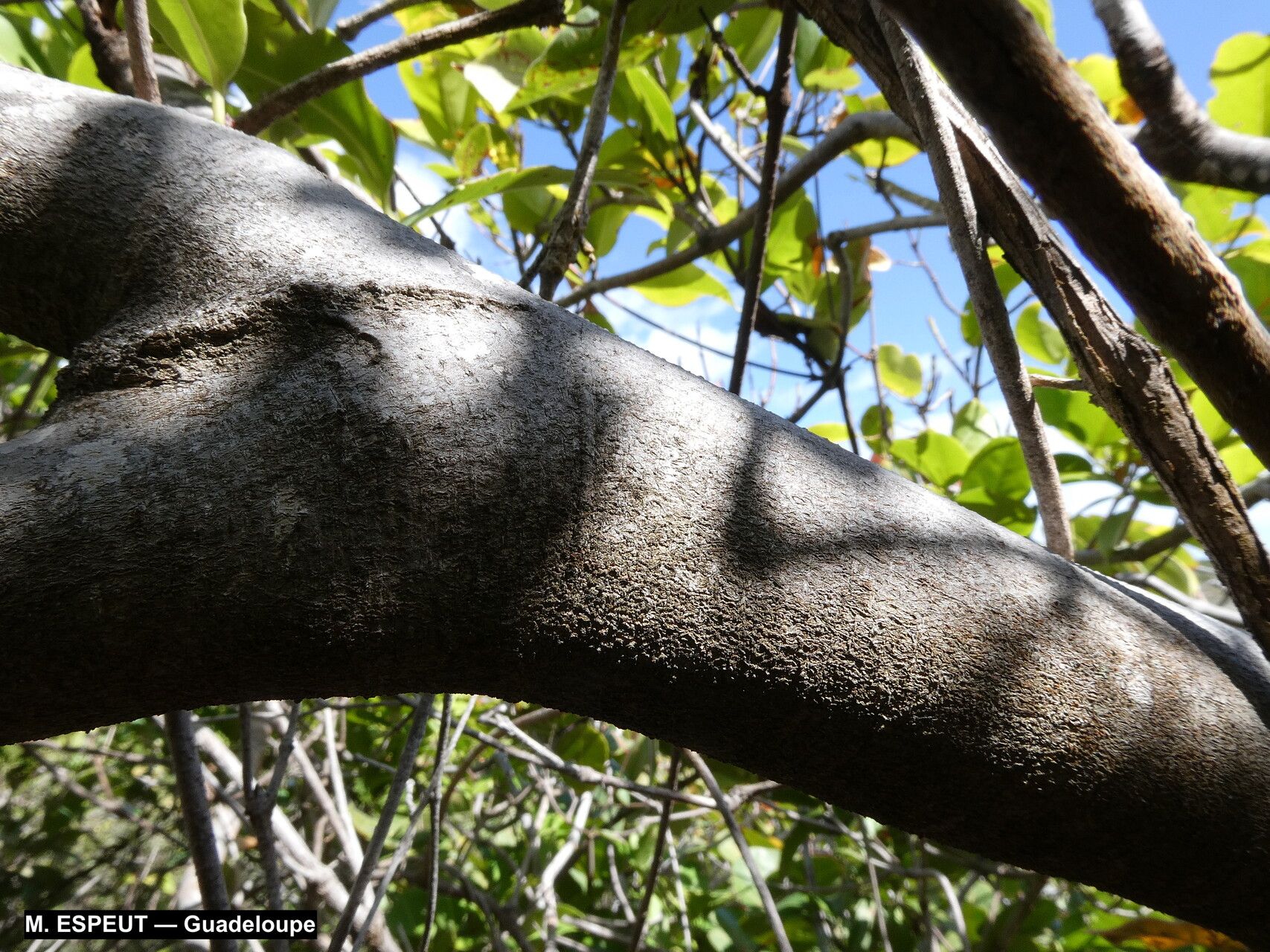 Elaeodendron xylocarpum bark