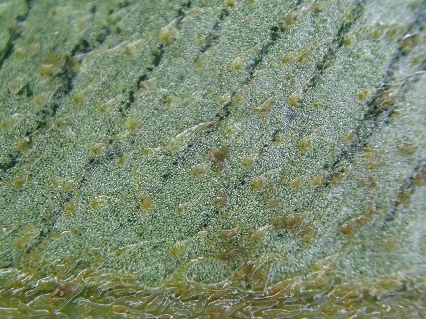 Elaphoglossum cinnamomeum leaf