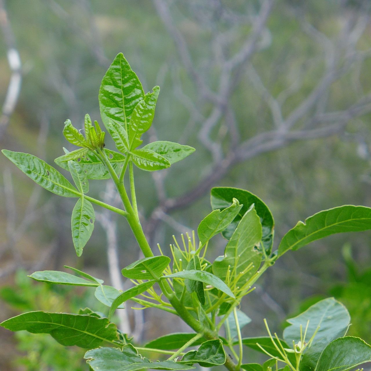 Ptelea crenulata habit