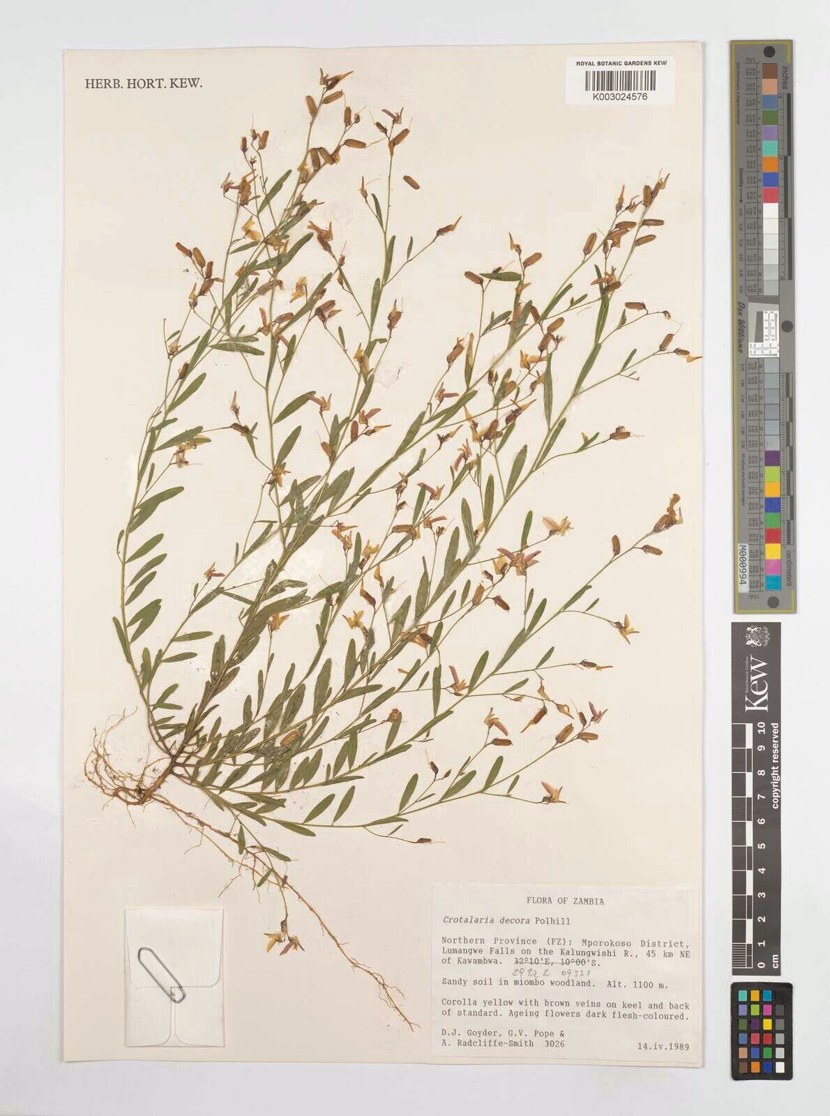 Crotalaria decora — houseplant care guide