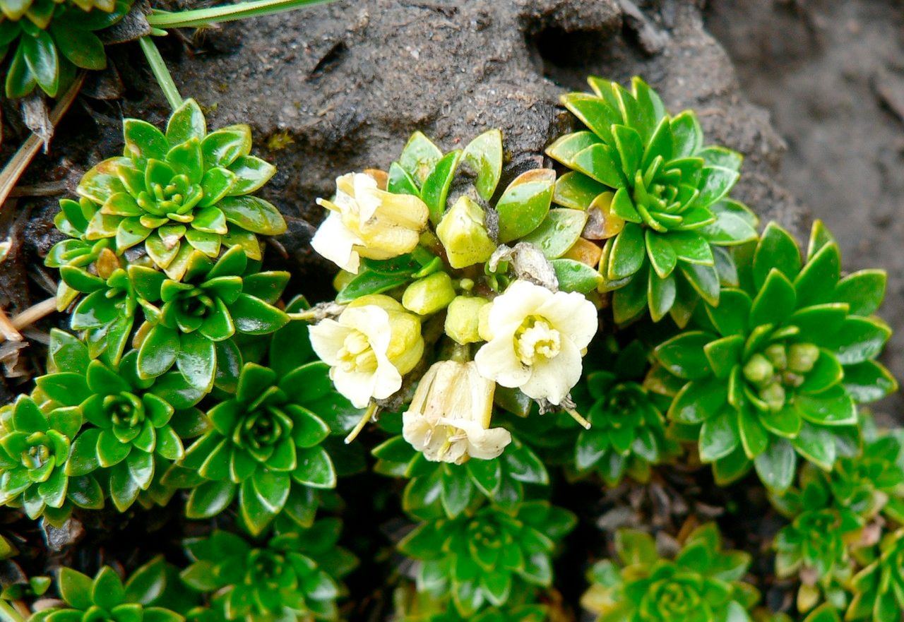 Eudema nubigena flower
