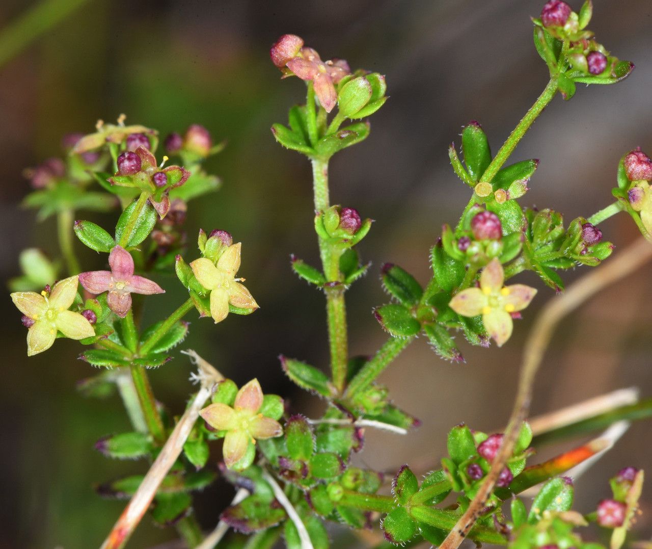 Galium porrigens habit