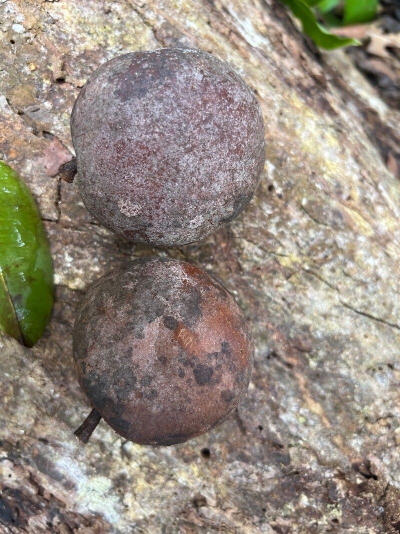 Detarium macrocarpum fruit