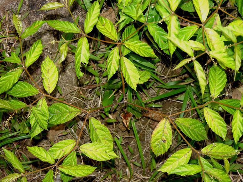 Croton brevipes habit