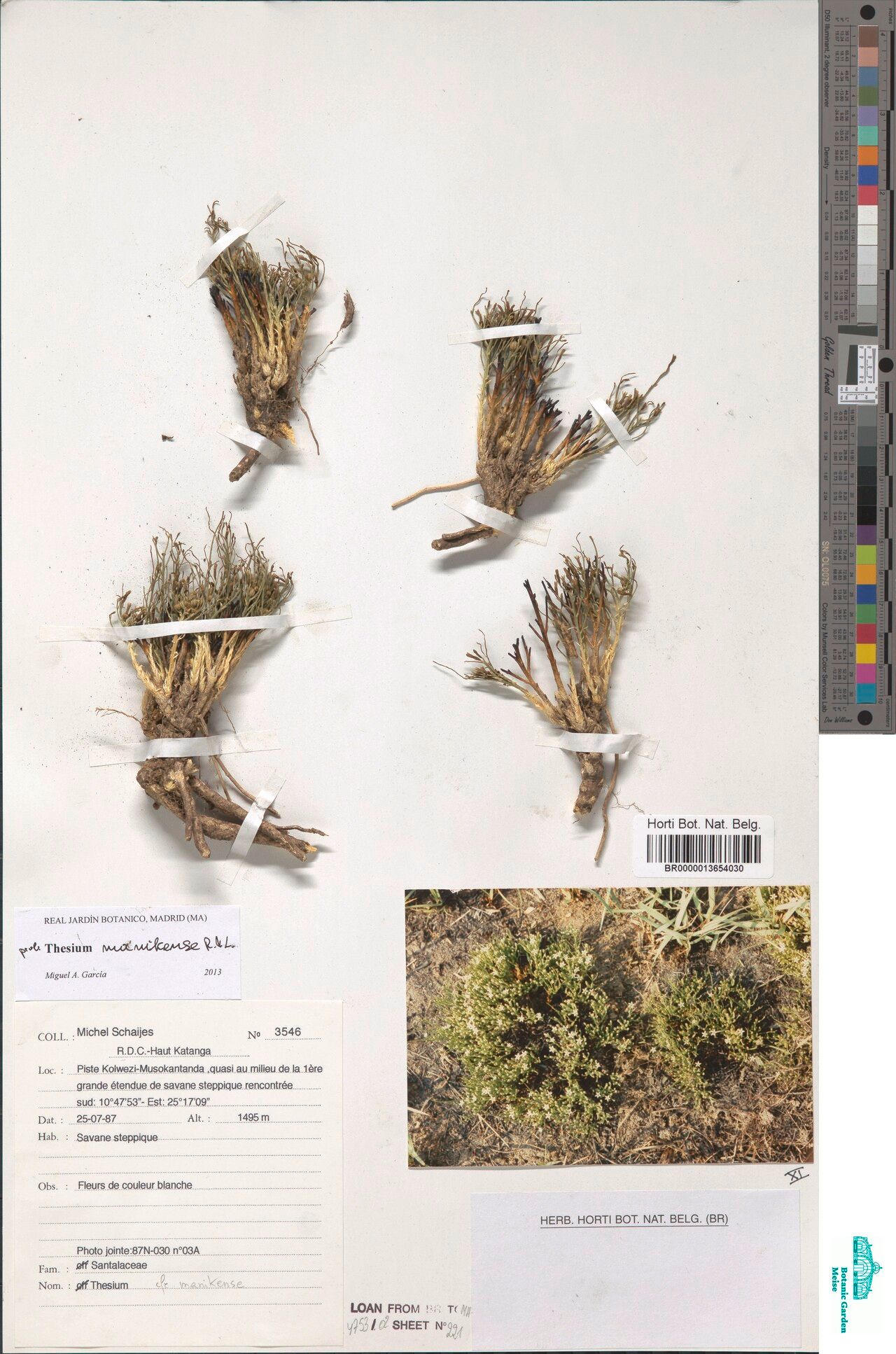 Thesium manikense — houseplant care guide