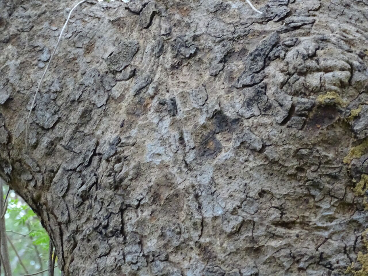 Khaya senegalensis bark