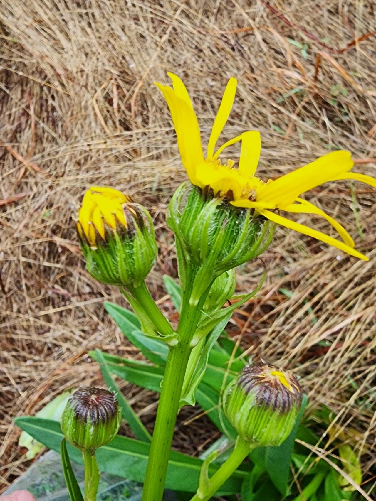 Senecio caudatus flower