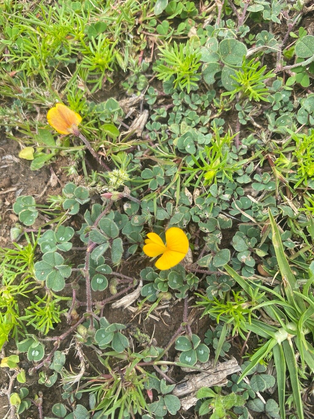 Amicia andicola — related species from the same genus