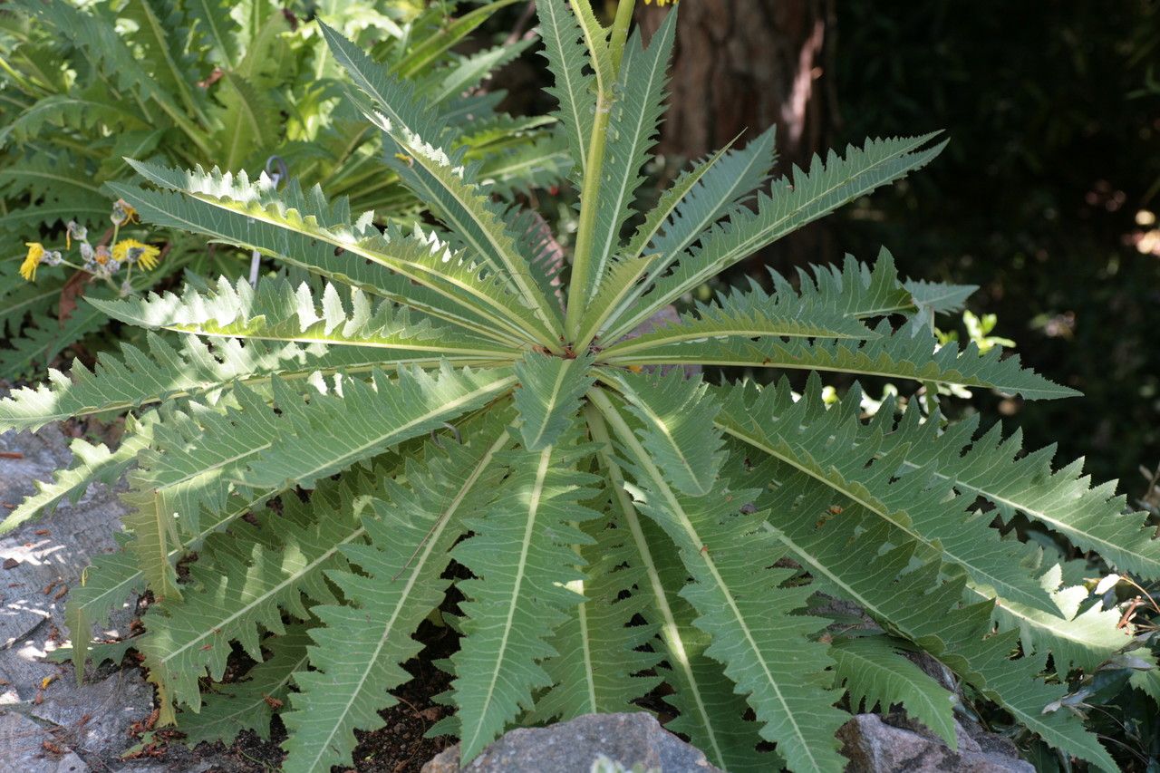 Sonchus acaulis