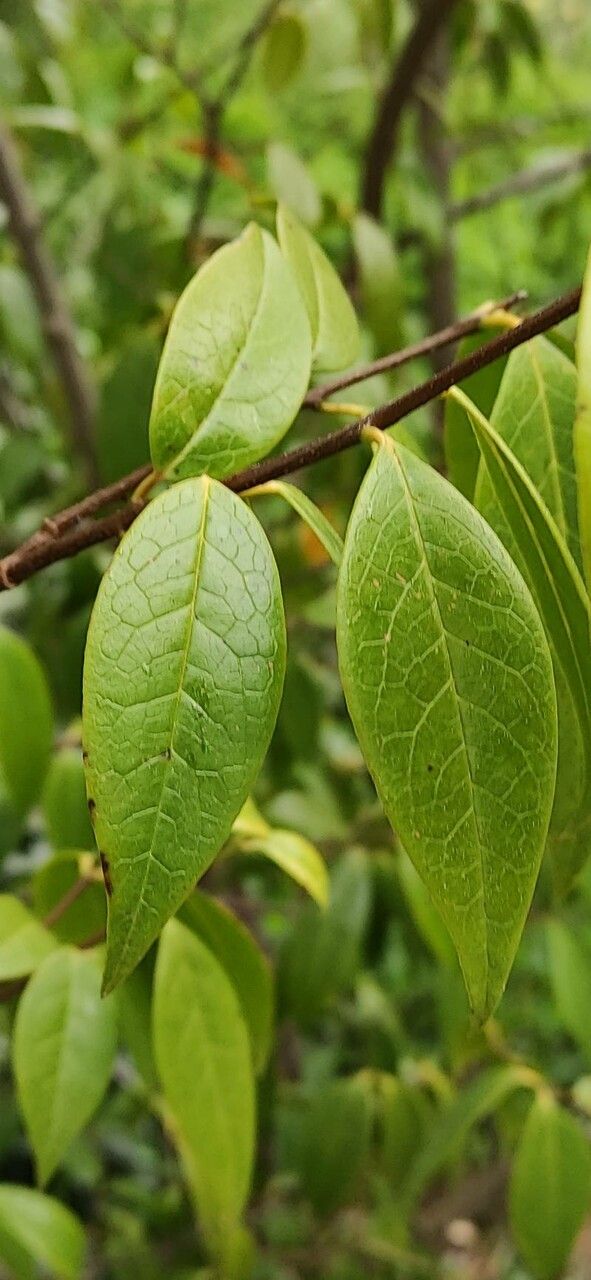 Chimonanthus nitens — related species from the same genus