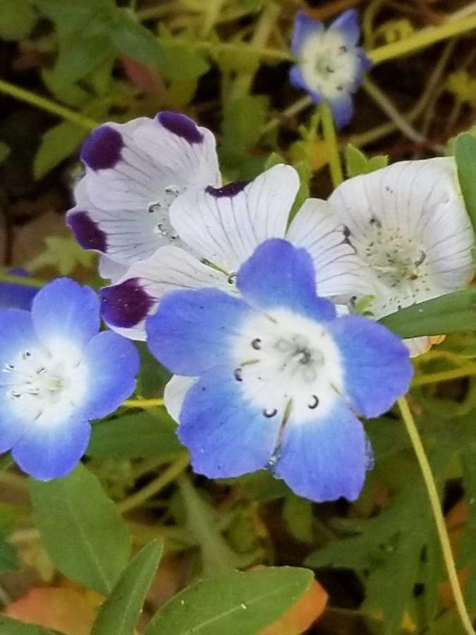 Nemophila phacelioides flower