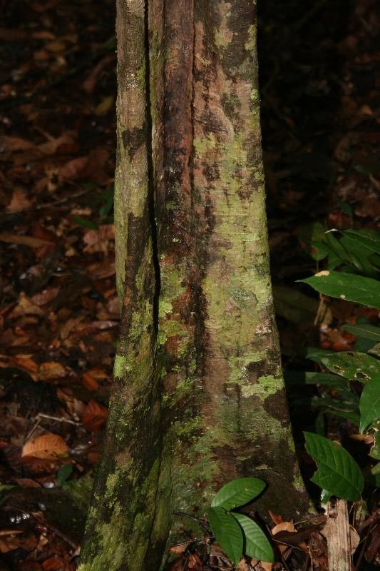 Sloanea brevipes — houseplant care guide