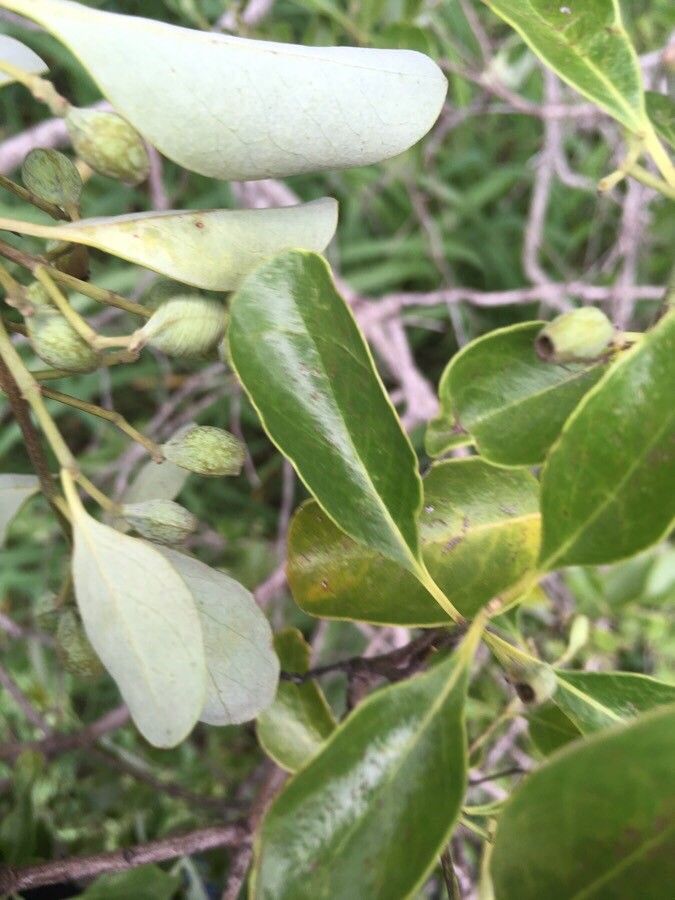 Santalum austrocaledonicum — related species from the same genus