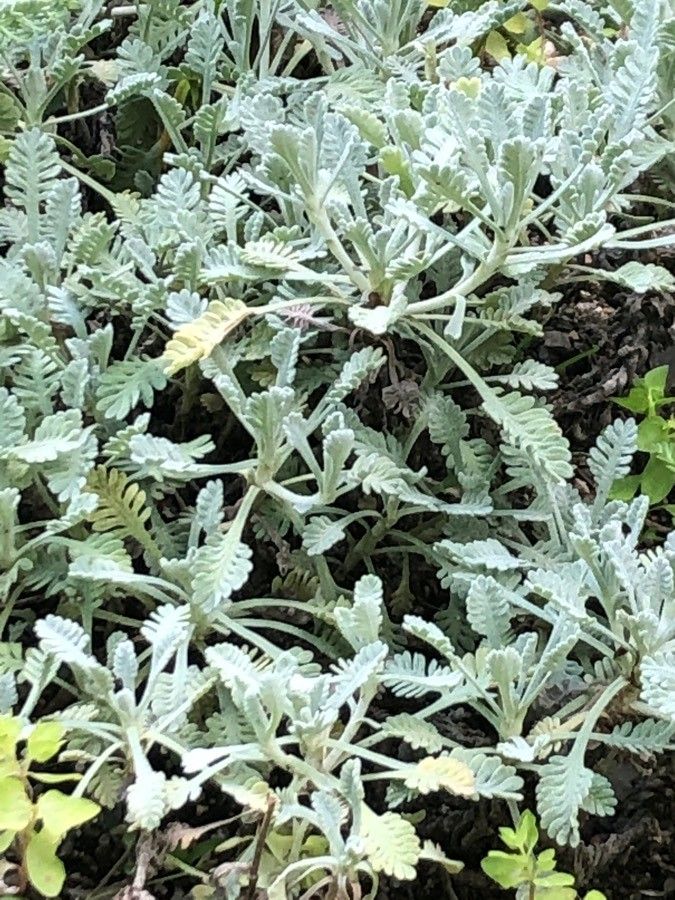 Achillea umbellata leaf