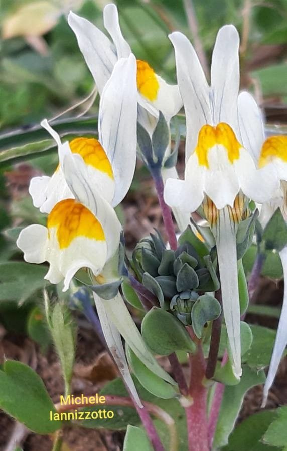 Linaria laxiflora — search result for 'Linaria'