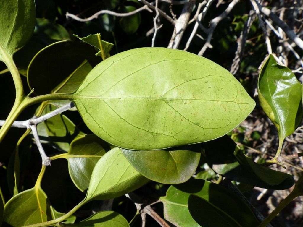 Psydrax paradoxus leaf