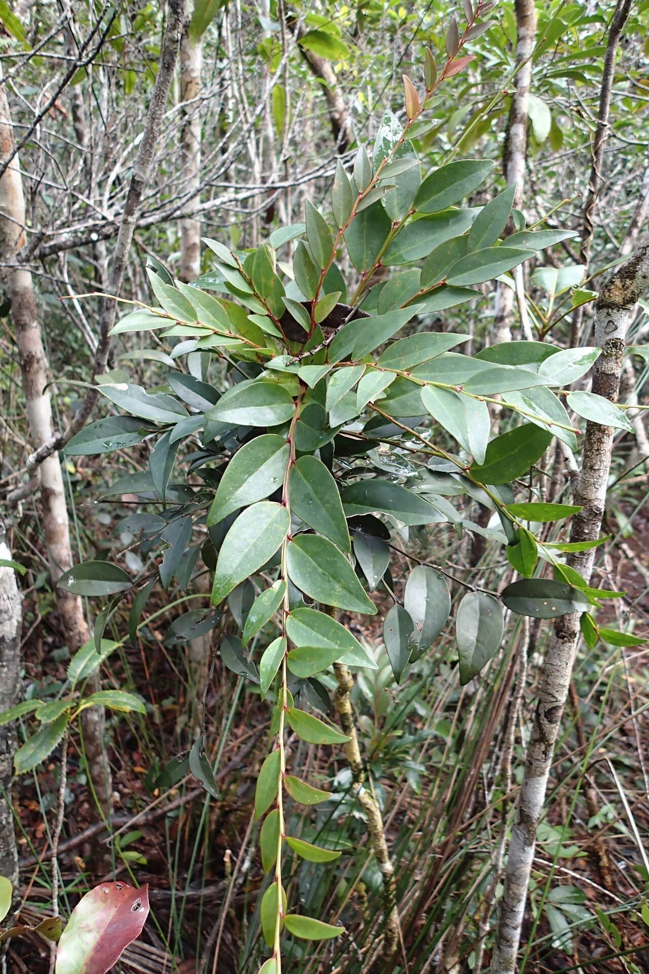 Phyllanthus favieri — houseplant care guide