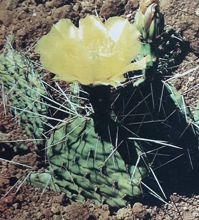 Opuntia tortispina — houseplant care guide