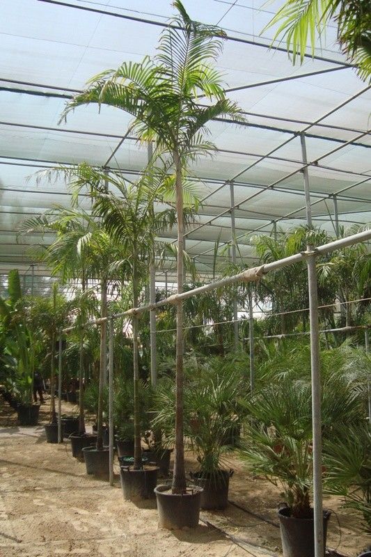 Carpentaria acuminata bark