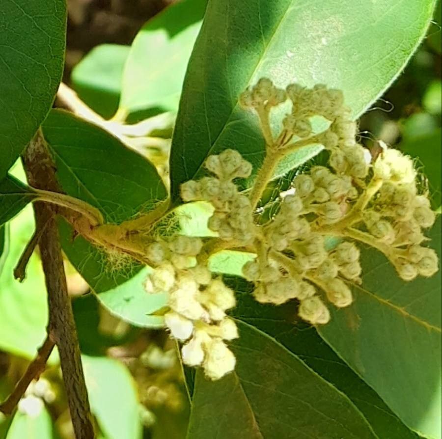Cotoneaster glaucophyllus flower