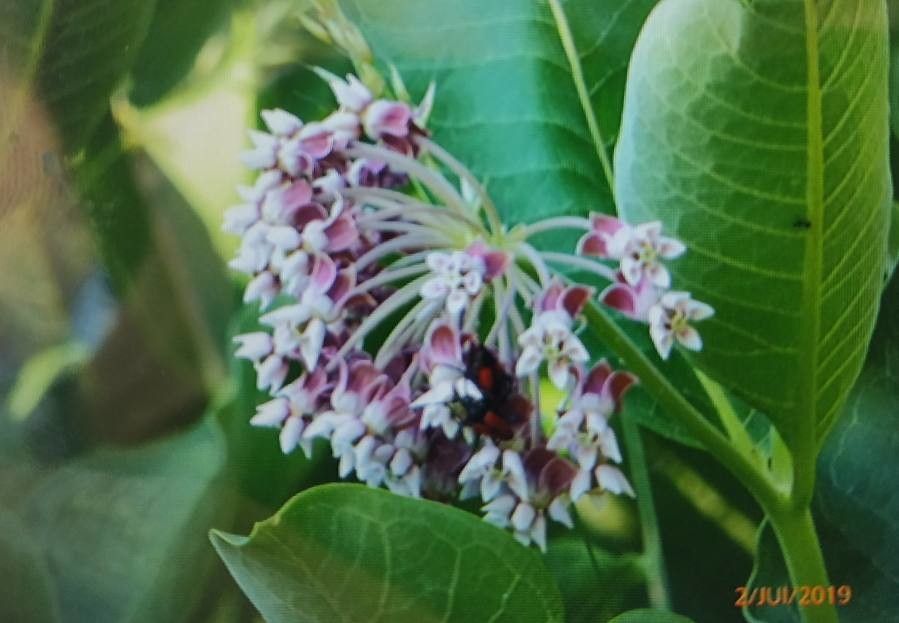 Asclepias fascicularis flower