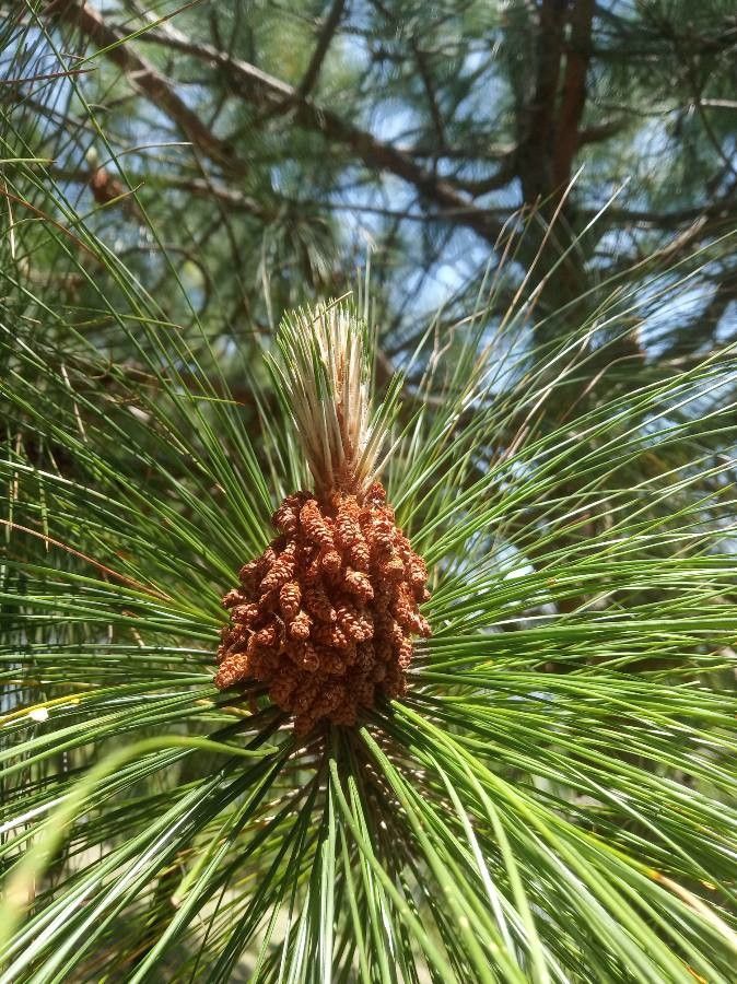 Pinus roxburghii fruit